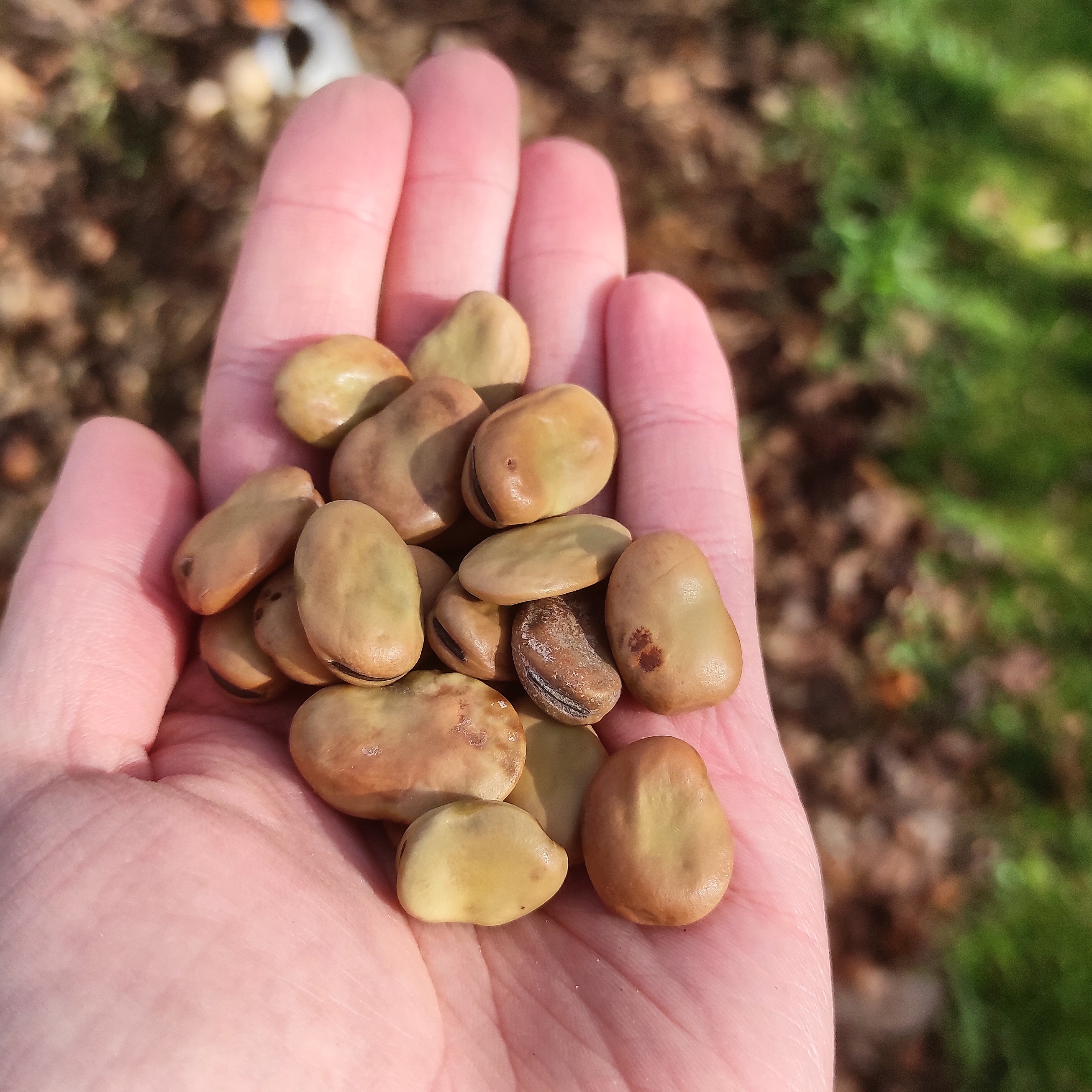 Comment choisir ses graines ?