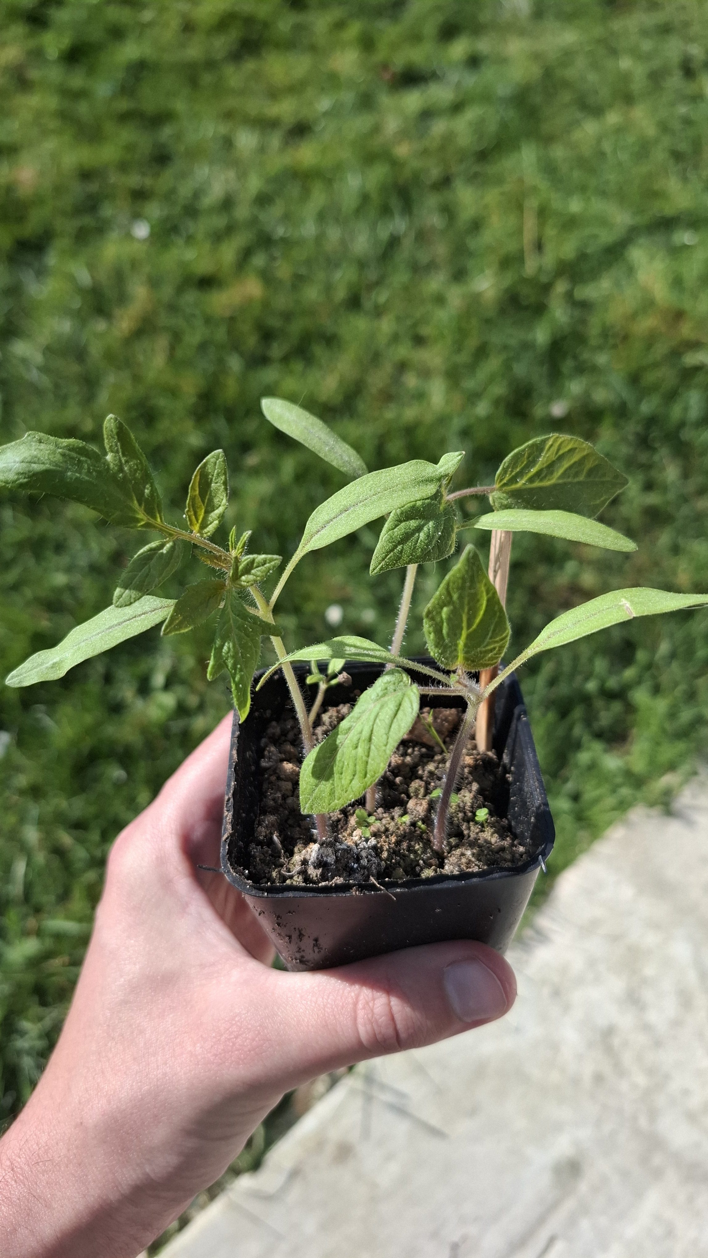 Réussir ses semis de légumes en intérieur